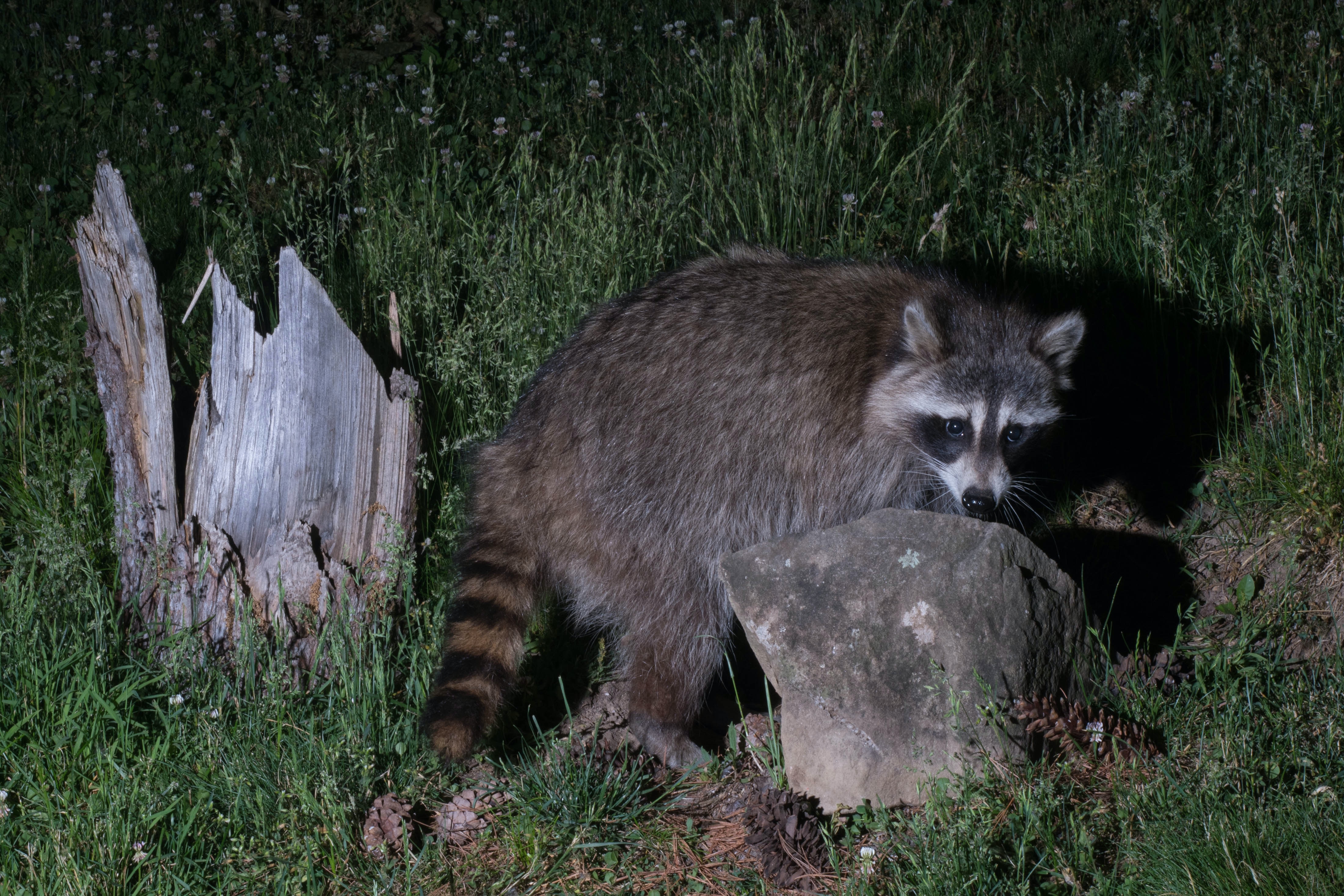 Pérdida de biodiversidad y destrucción de hábitat