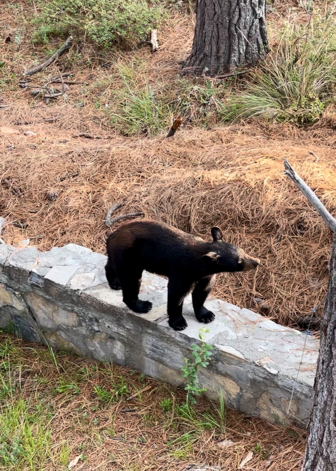 ¿Qué osos habitan en Nuevo León?