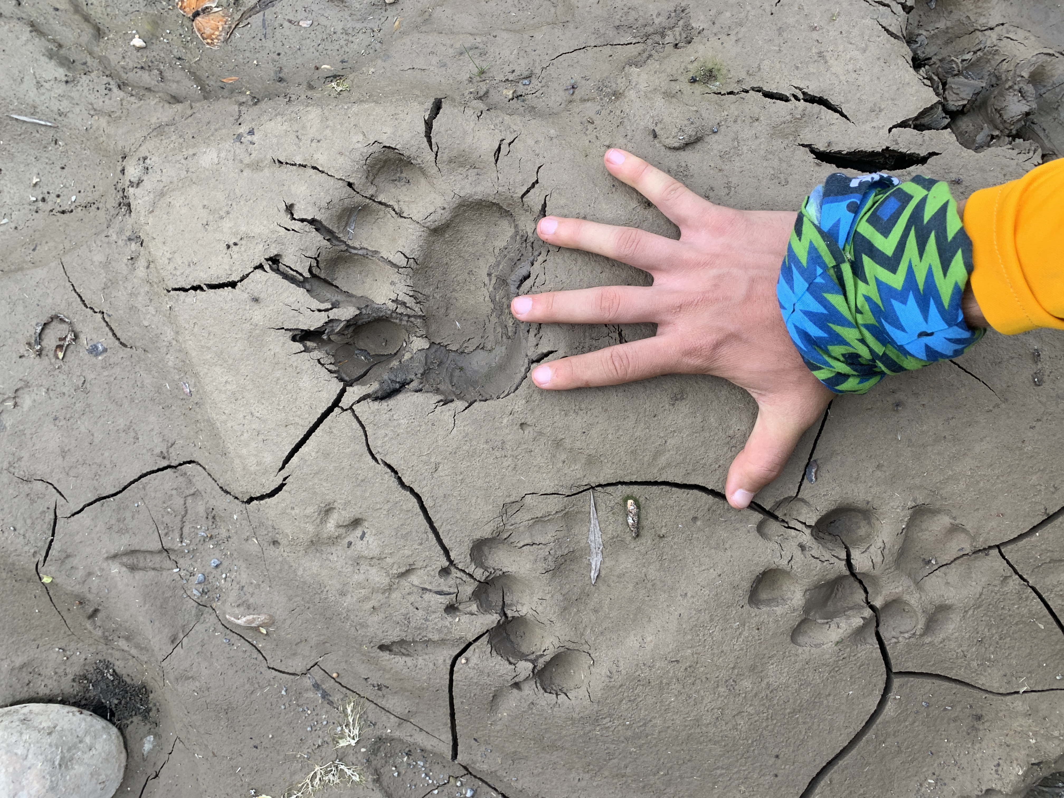 ¿Cómo distinguir su huella?