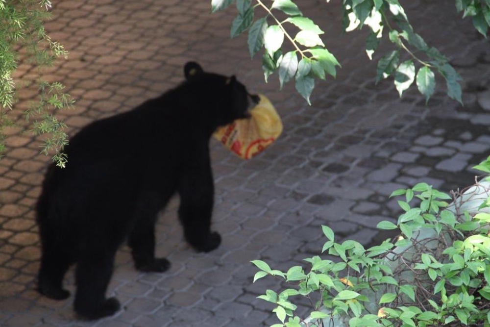 Todo sobre el Oso Negro Americano en Nuevo León